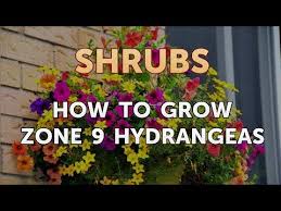 Usda hardiness zone map (with images) plant hardiness. How To Grow Zone 9 Hydrangeas Youtube