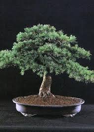 ʾarz lubnāniyy), is a species of tree in the pine family pinaceae, native to the mountains of the eastern mediterranean basin. Tropica Bonsai Libanon Zeder Cedrus Libani 20 Samen Amazon De Garten