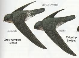 Two New Philippine Endemic Species Grey Rumped Swiftlet And Ridgetop Swiftlet Species Animals Beautiful Grey