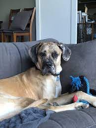 But its huge size means it isn't right for every family. Blue Merle Great Dane Puppies For Sale In Ky Crazypurplemama