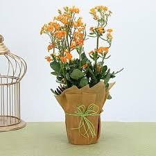 Orange Kalanchoe Plant Plants Garden Plants Succulents Garden