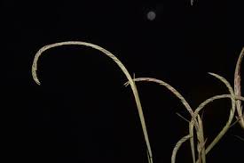 Image result for Microchloa