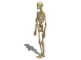 Bone basics and bone anatomy. Anatomy Female Skeleton Free 3d Model 3ds Obj Open3dmodel 184025