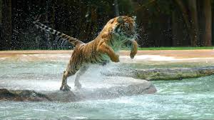 Wallpaper Hd Tiger Baby Hd Images 3 Hd Wallpapers Hdwalljoy Tiger Wallpaper Tiger Pictures Tiger Images