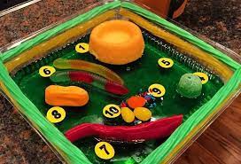Make a plant cell pizza project. How To Make A Plant Cell Model With Cardboard
