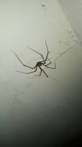 Pin By Mmmmmmialieno On Xx1 Insects Animals Spider