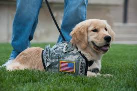 Science has shown that service dogs can benefit some veterans with ptsd. Ptsd Service Dog Training In Salt Lake City Dog Training Elite