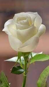 430 idee su Rose bianche e crema | rose bianche, fiori, rose meravigliose