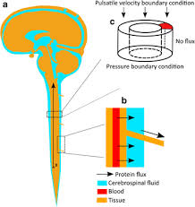 Image result for CSF Protein