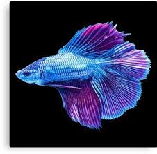 Emerald Blue Betta Siamese Fish Canvas Print By Zakugan Siamese Fighting Fish Pet Fish Betta Fish Tattoo