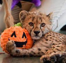 Kris Happy Halloween Cincinnati Zoo Rescue Puppies Cincinnati Zoo Cheetah Cubs