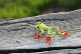 Image result for glass frog