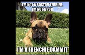 9 Funniest French Bulldog Memes What The Frenchie French Bulldog Funny French Bulldog Dog Bulldog Puppies
