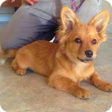 Learn 3 reasons vets warn against adopting a collie corgi mix. Redondo Beach Ca Corgi Meet Ravioli A Pet For Adoption