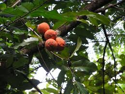 Image result for Landolphia