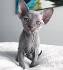 5 Hairless Cat Breeds — The Naked Truth - Catster