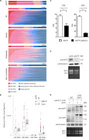 a protein rna interaction atlas of the ribosome biogenesis