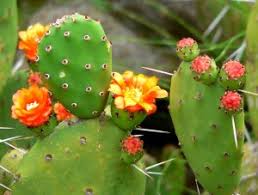 A cactus requires more water in the spring, summer, and early fall when it is growing than in the winter. Cactus Guts Clean Water