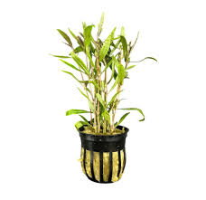 Image result for Hygrophila albobracteata