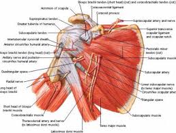 This diagram depicts shoulder muscle diagram. Posterior View Of The Shoulder Shoulder Muscle Anatomy Shoulder Anatomy Muscle Anatomy