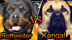 Our puppies live with our goats, sheep, ducks, turkeys, chickens, and cats. Rottweiler Vs Kangal 2020 Kangal Vs Rottweiler Epic Battle 14 Points Comparison Billa Boyka Youtube