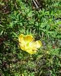 Image result for Hypericum revolutum