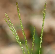 Image result for Alloteropsis