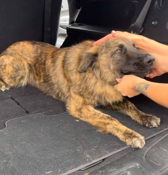 Lost Sibling Dogs Huddle Together In Road As Cars Swerve Around Them - The  Dodo