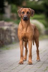 Maybe you would like to learn more about one of these? 900 All Things Dogs Ideas In 2021 Dogs Puppies I Love Dogs