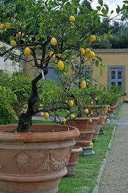 Potted Lemon Trees Villa Medici Di Castello Tuscany Italy Italian Garden Beautiful Gardens Tuscan Garden