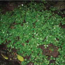 Image result for Basella paniculata