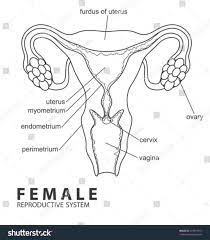 Female Reproductive System Diagram Unlabeled Beautiful Female Reproductive System Diag Reproductive System Female Reproductive System Printable Label Templates