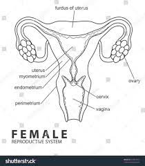 The male reproductive system is located in the pelvis region. Female Reproductive System Diagram Unlabeled Beautiful Female Reproductive System Diag Reproductive System Female Reproductive System Printable Label Templates