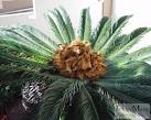 Image result for male and female cone in cycas