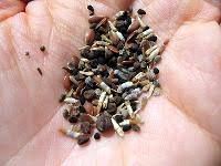 Green mango has been servicing my home in surprise for over six months now. Buy Flower Seed From Pest N Green Care Agro Services India Id 2176150
