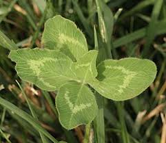 Image result for Trifolium wentzelianum