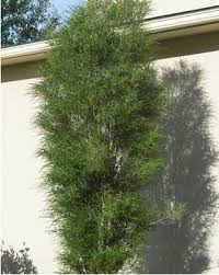 Image result for Rhamnus staddo