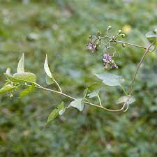 Maybe you would like to learn more about one of these? Weed Identification Guide Better Homes Gardens
