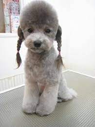 Greenegardens Poodles Grooming Styles For Hybrids Dog Haircuts Poodle Grooming Poodle Haircut