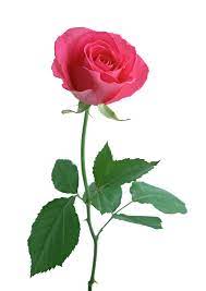 This Is The Perfect Rose For My Ankle Tattoo I Would Like It A Little Less Leafy Though With Green Hearts Ins Flowers Ikea Artificial Flowers Beautiful Roses
