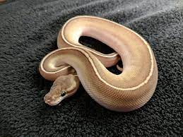 Pin On Snakes