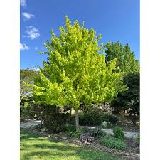 Image result for Acer buergerianum