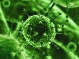 Melemahkanbakteri<br />virus yang menyerangbakteripatogenmerupakan virus yang menguntungkan. Virus Yang Menguntungkan Pengertian Nama Peran Dan Gambarnya