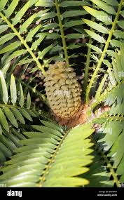 Image result for Encephalartos lebomboensis