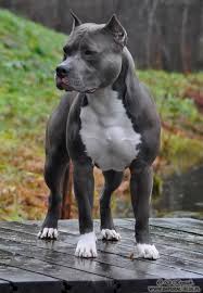 The american staffordshire terrier is yet another type of pitbull that is traditionally known to be a working dog. Imperial Guru Red Pearl In Ginger American Staffordshire Terrier Blue And White Hunde Hunde Rassen Hunderassen
