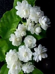 Image result for Jasminum multiflorum