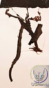 Image result for Heteromorpha stenophylla