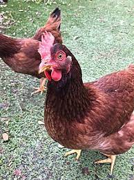 Check spelling or type a new query. Rhode Island Red Wikipedia