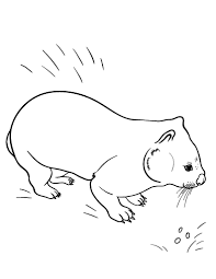 Free Wombat Coloring Page Coloring Pages Pet Birds Free Printable Coloring Pages