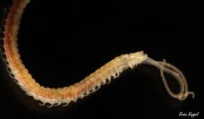 Image result for Polychaeta spp.
